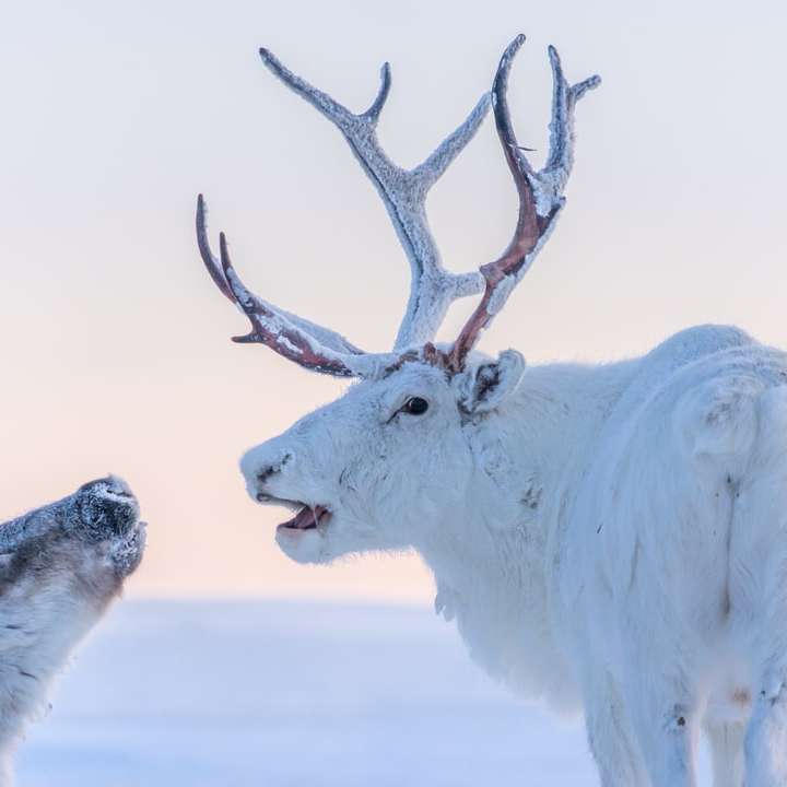 елени, северен Сибир онлайн пъзел