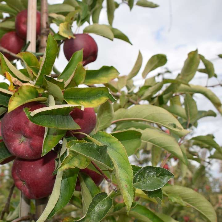 червени ябълкови плодове плъзгащ се пъзел онлайн