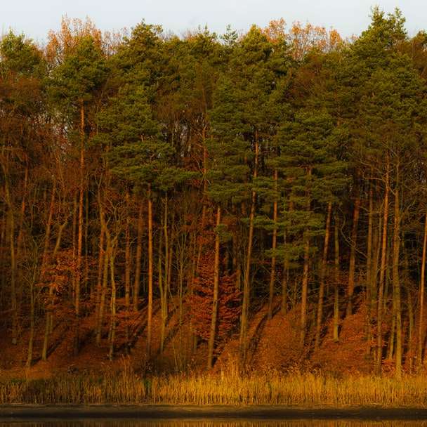 Jesienny krajobraz puzzle przesuwne online