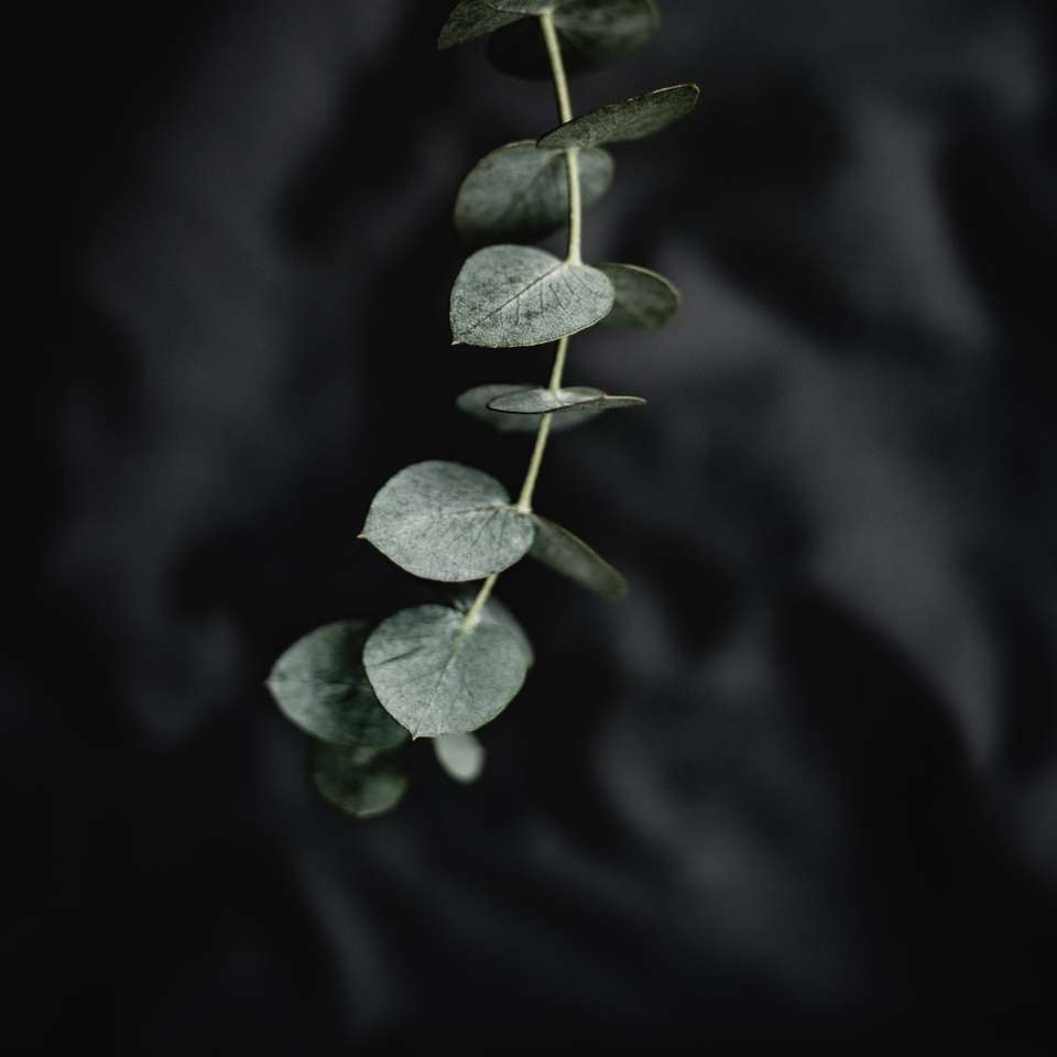 緑の葉の植物の選択的焦点写真 スライディングパズル・オンライン