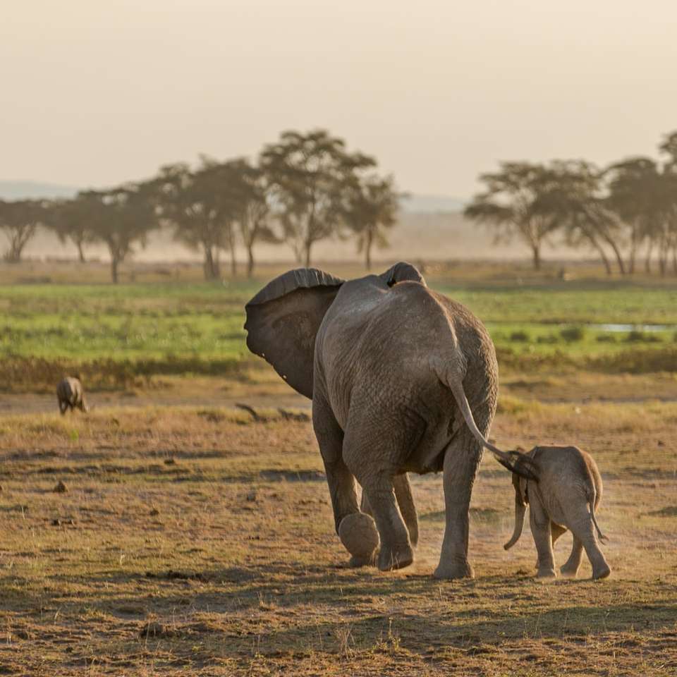 Sloni. Národní park Amboseli. online puzzle