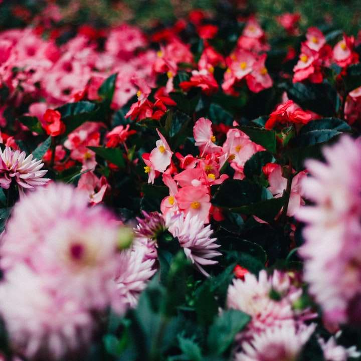 Vacker blommaträdgård glidande pussel online