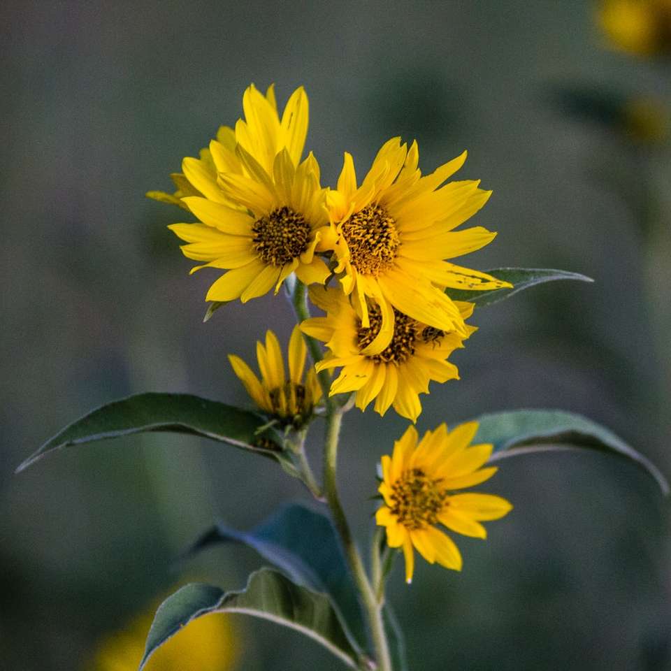 Een cluster van valse zonnebloemen schuifpuzzel online