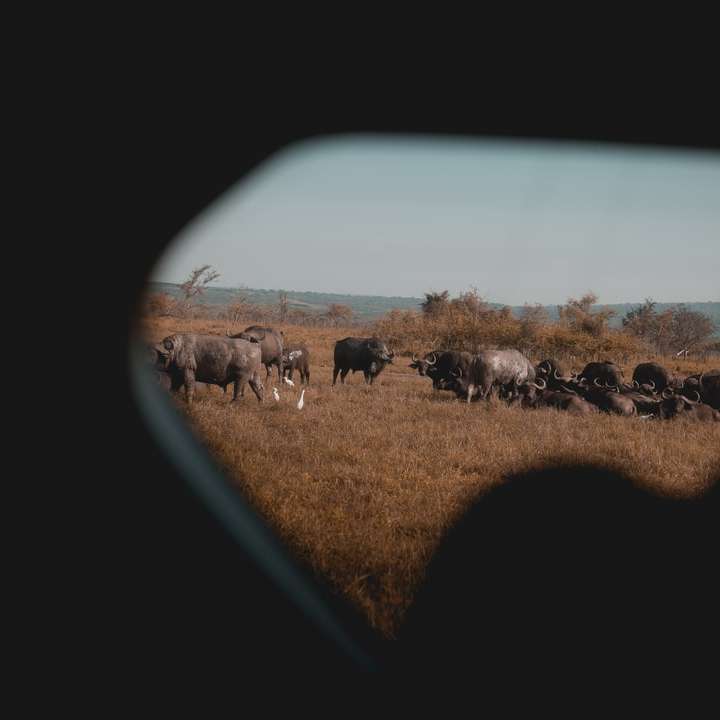 (Εθνικό πάρκο Akagera) συρόμενο παζλ online