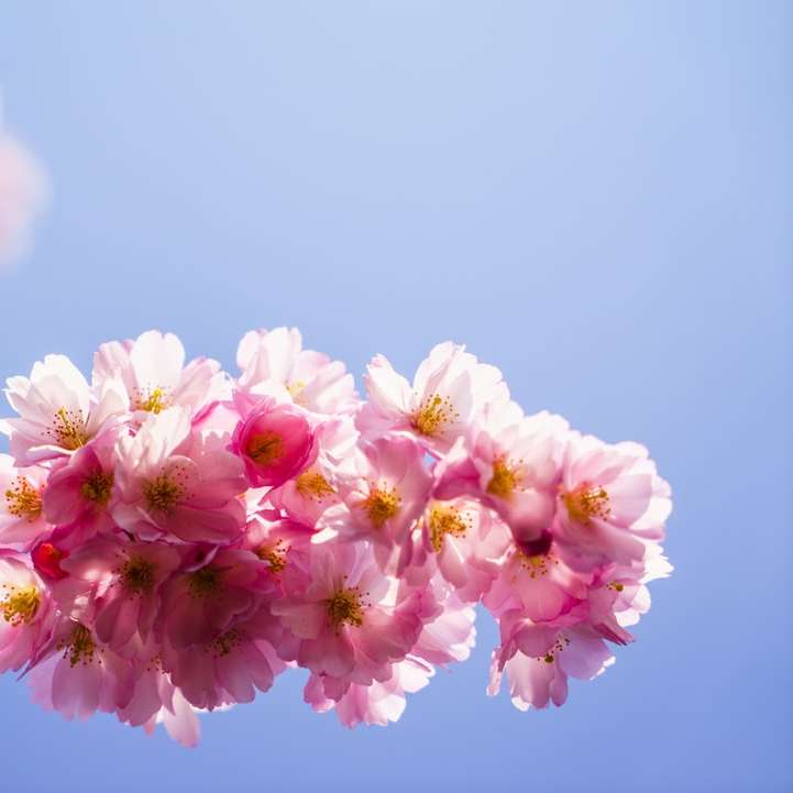 рожеві квіти онлайн пазл