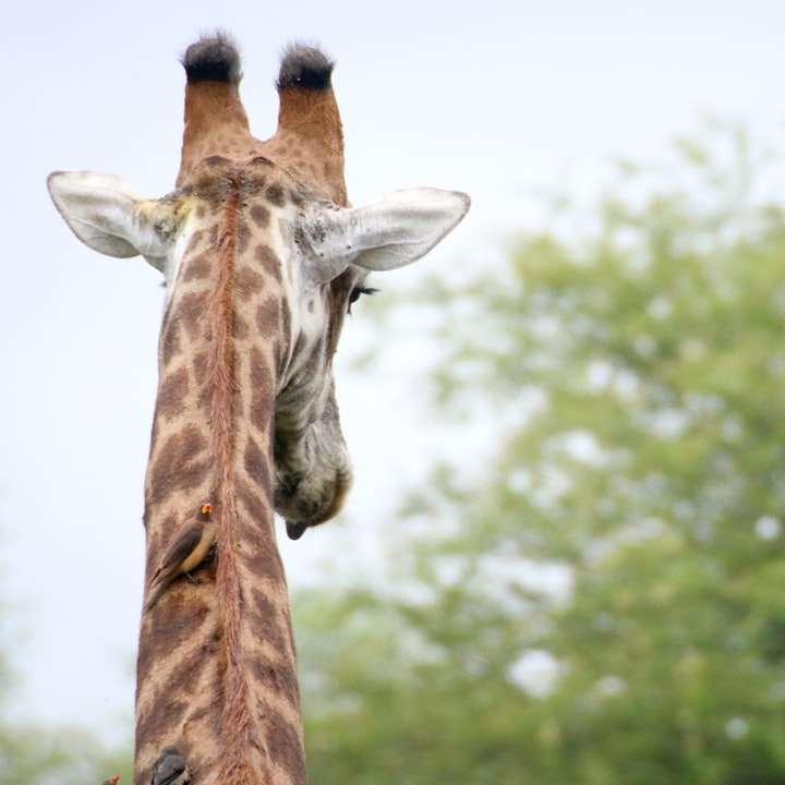 Жираф з бичком онлайн пазл