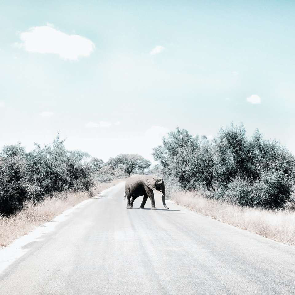 Молодой бык-слон, переходящий дорогу онлайн-пазл