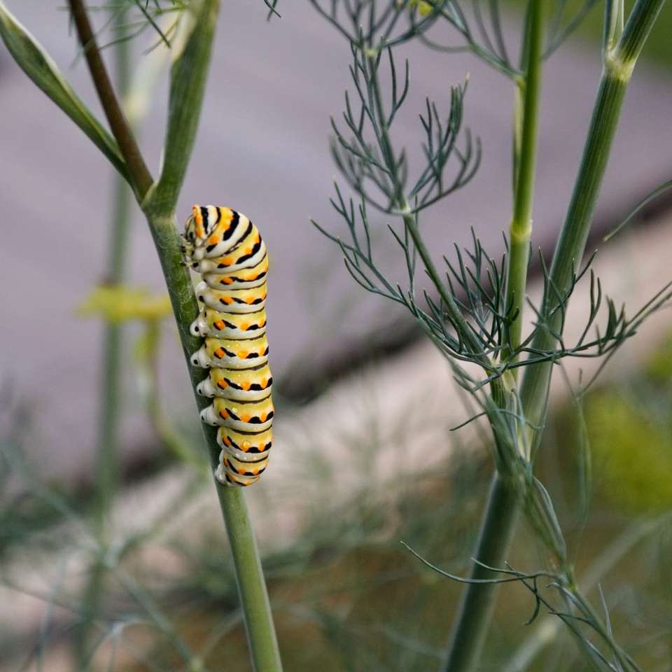 Caterpillar eating dill sliding puzzle online