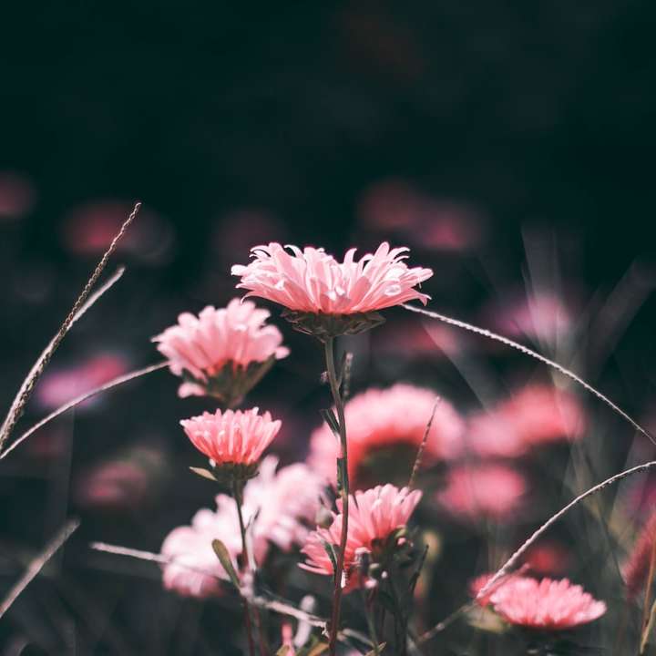рожеві квіти розсувний пазл онлайн