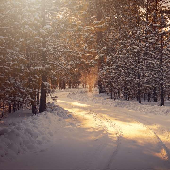 estrada coberta de neve entre árvores durante o dia puzzle deslizante online