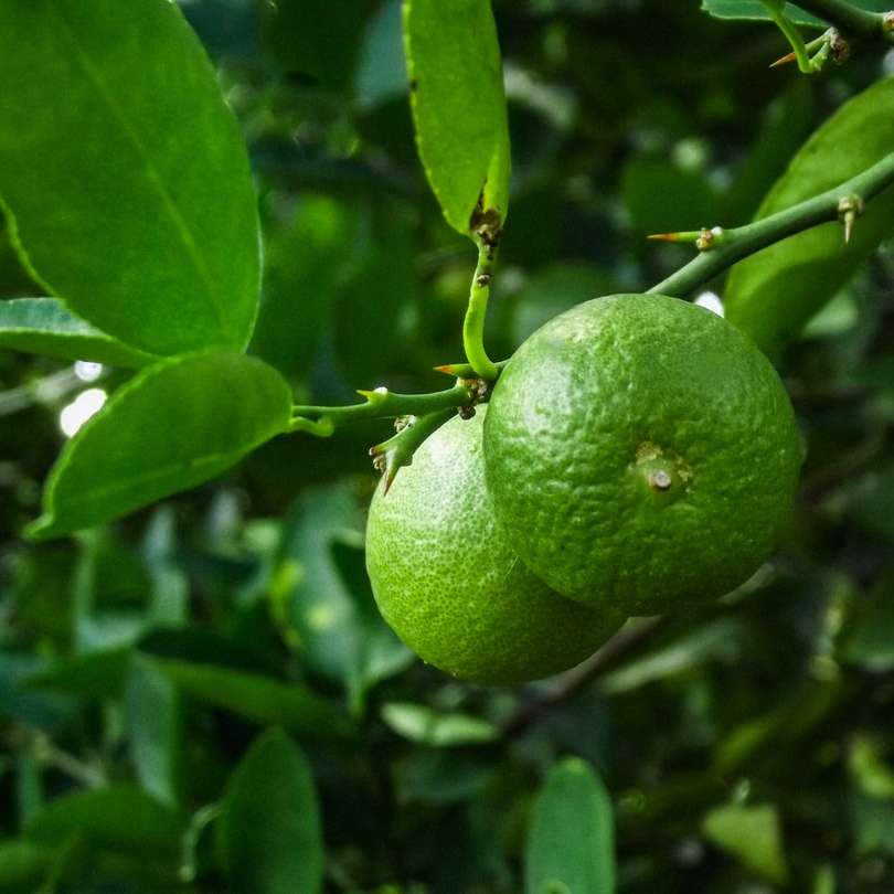 grüne Zitronenfrucht in Nahaufnahmefotografie Online-Puzzle