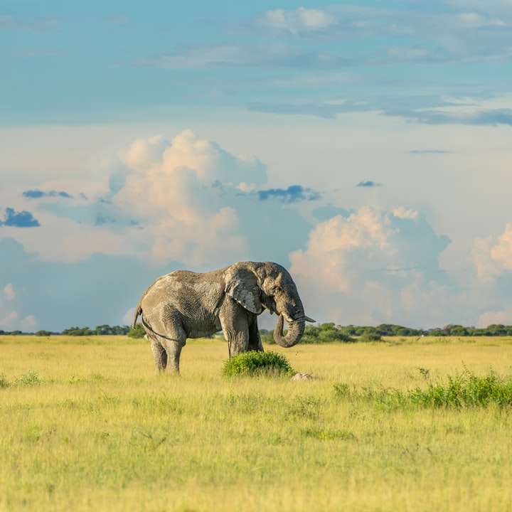 Elefánt, Botswana online puzzle