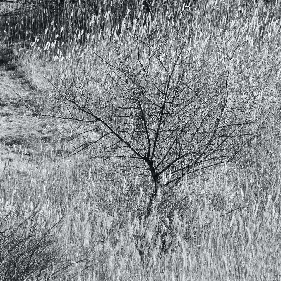 arbre sans feuilles sur champ gris puzzle coulissant en ligne
