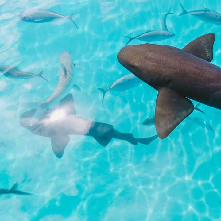 Haaien en vissen online puzzel