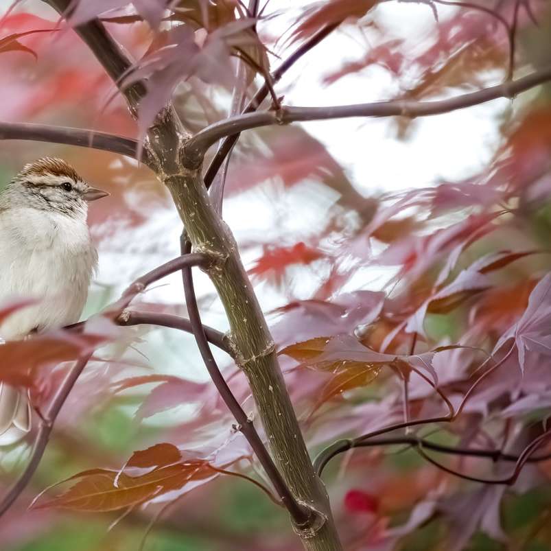 witte vogel op bruine boomtak online puzzel