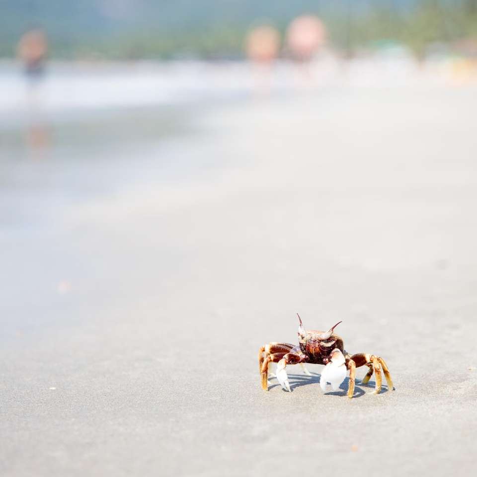 braune und graue Krabbe auf weißem Sand Schiebepuzzle online