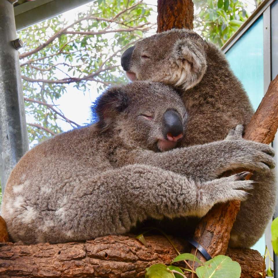 dva koala medvědi mazlení na stromě posuvné puzzle online