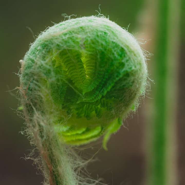 зелено кръгло растение в близка снимка плъзгащ се пъзел онлайн