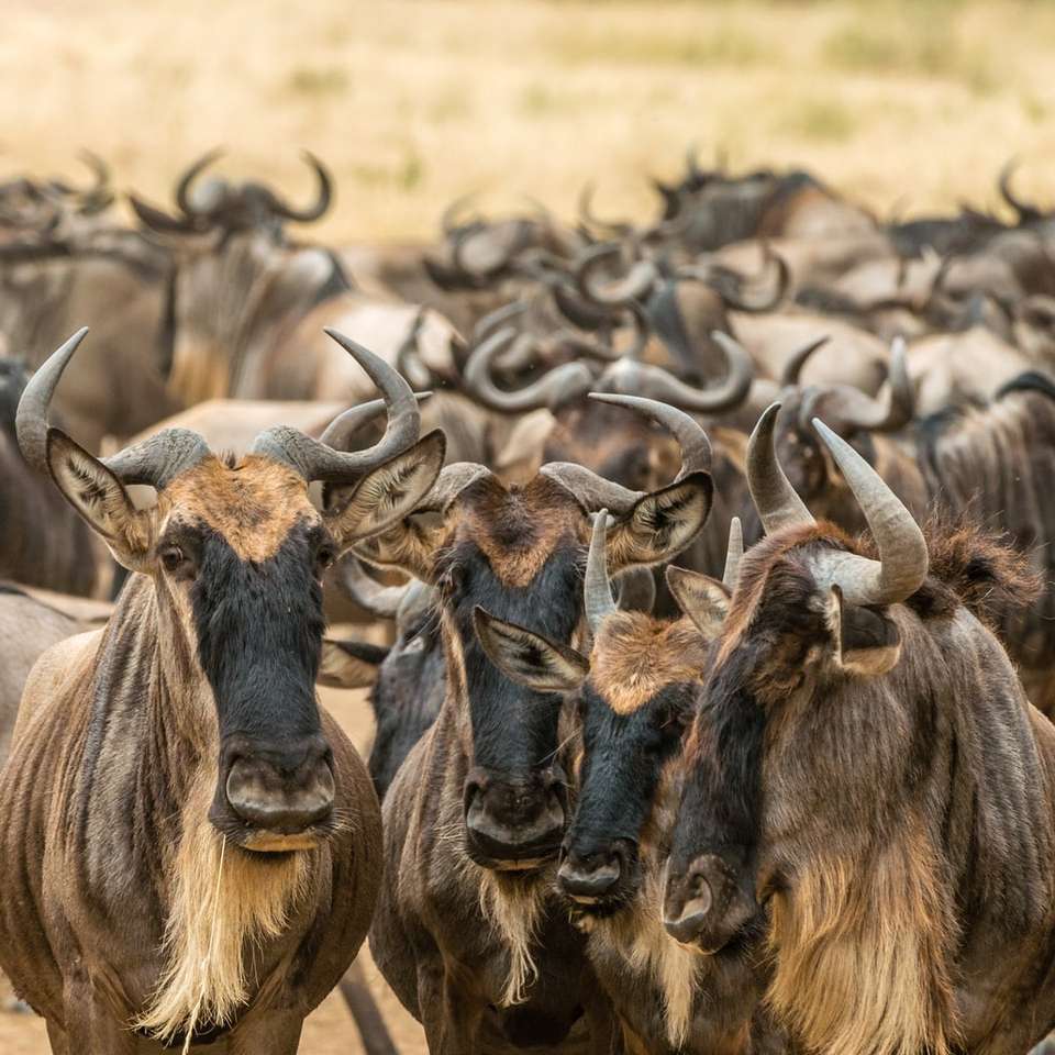 Wildebeest στο Maasai Mara… συρόμενο παζλ online