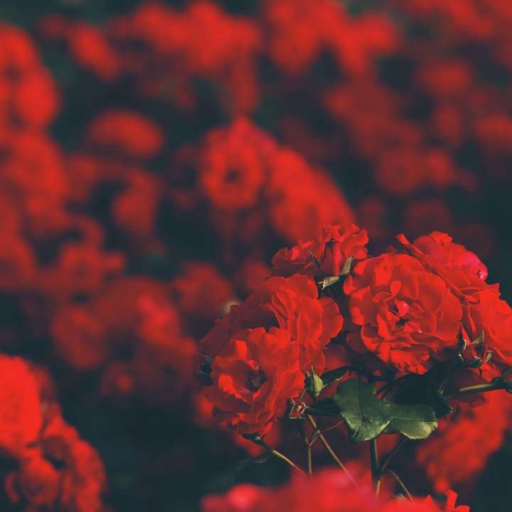 Červené růže pole posuvné puzzle online