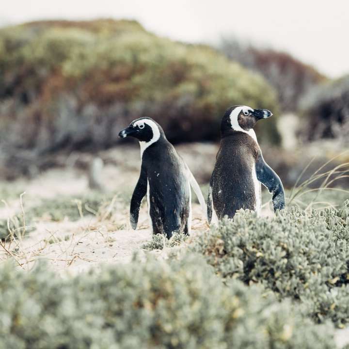 ρηχή εστίαση φωτογραφίας πιγκουίνων που περιβάλλεται από γρασίδι online παζλ