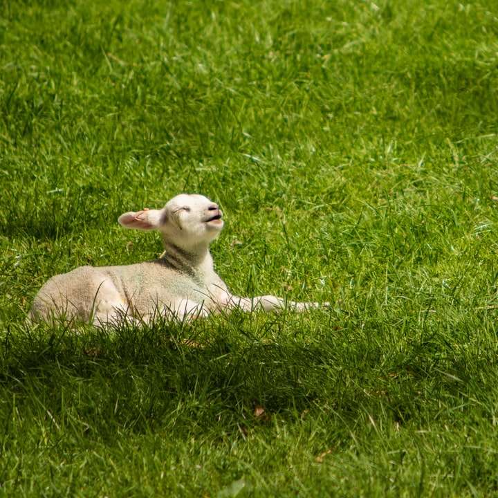 A happy spring lamb sunbathing online puzzle