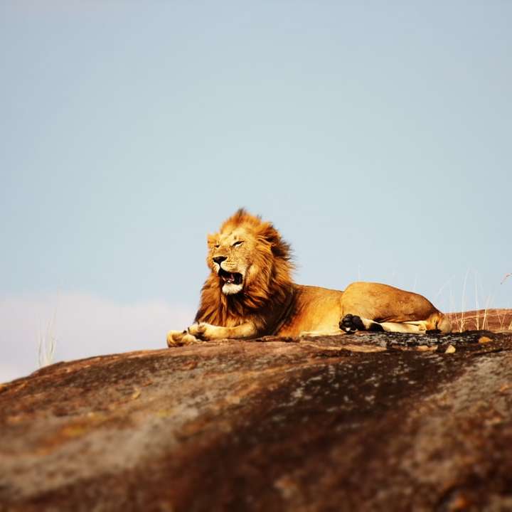 λιοντάρι στο έδαφος κατά τη διάρκεια της ημέρας online παζλ