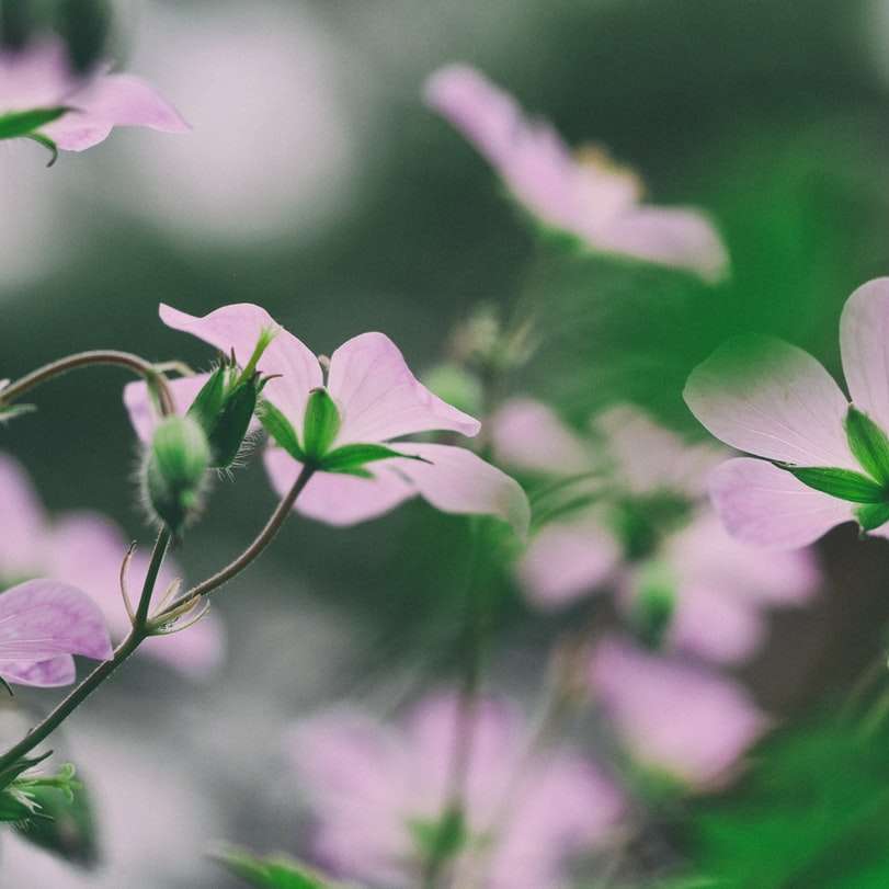 рожеві-квіти-листя онлайн пазл