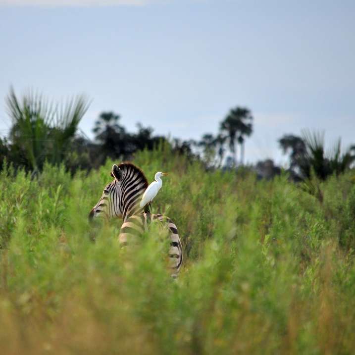 pássaro branco empoleirado nas costas da zebra puzzle online