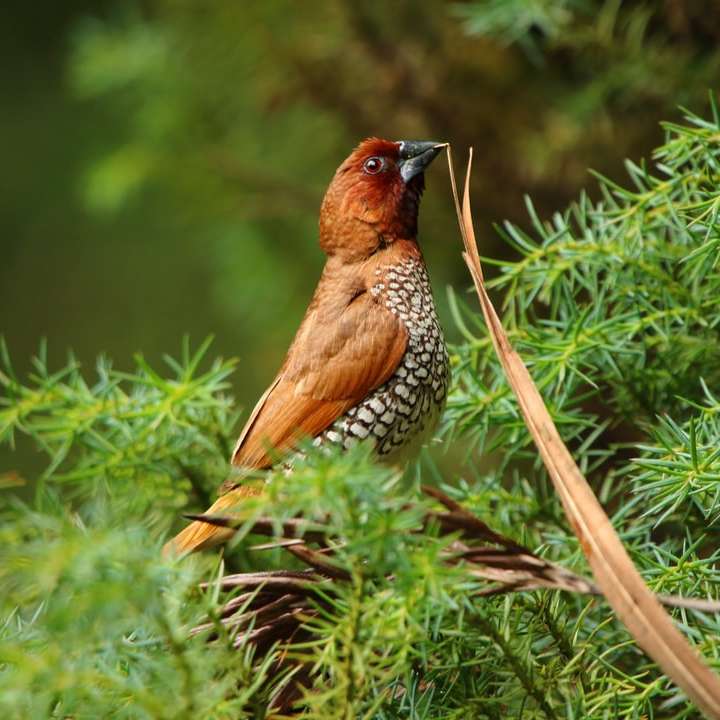 flaches Fokusfoto des braunen Vogels Schiebepuzzle online
