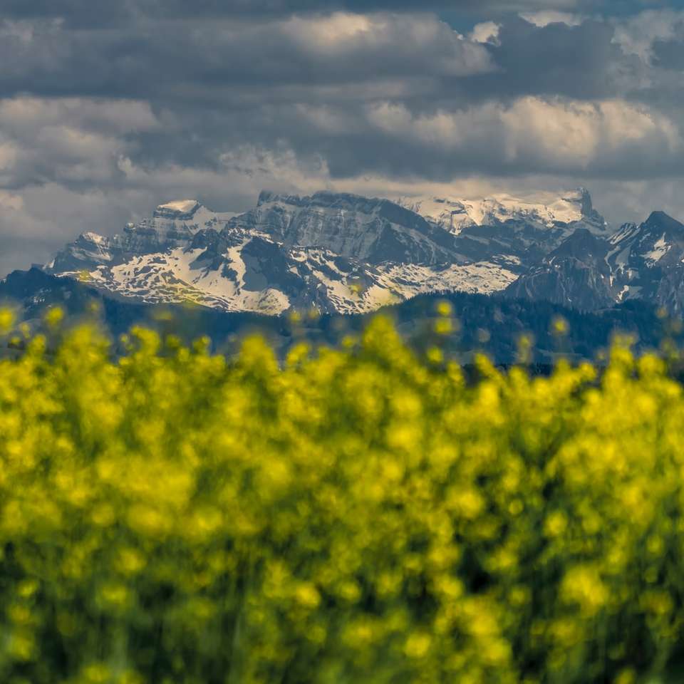 Rapeseed Flowers and snow online puzzle