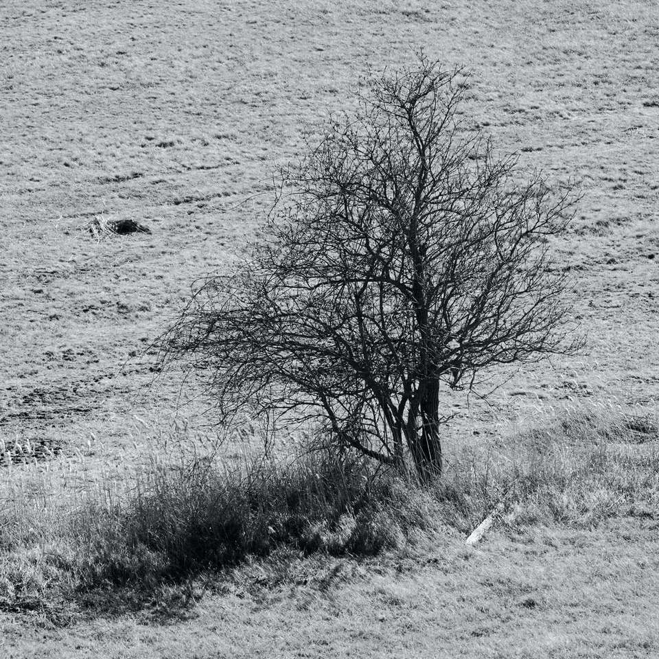 copac fără frunze pe câmp de iarbă, lângă corp de apă puzzle online