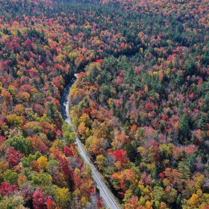 estrada sinuosa em uma floresta puzzle online