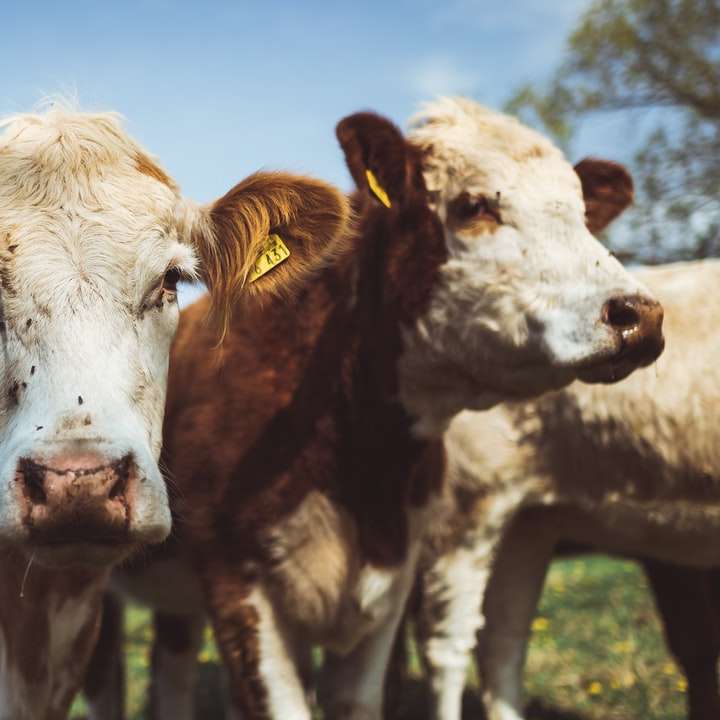 två brunt-vita cattles glidande pussel online