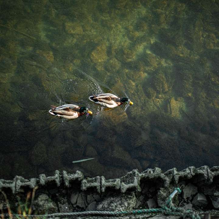 коричневая и белая утка на воде онлайн-пазл