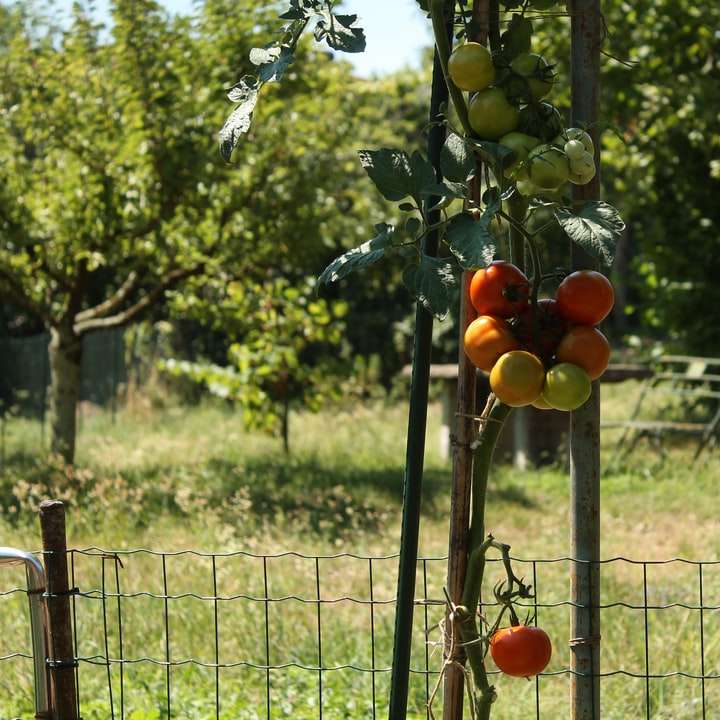 апельсиновый фрукт на зеленом металлическом заборе онлайн-пазл