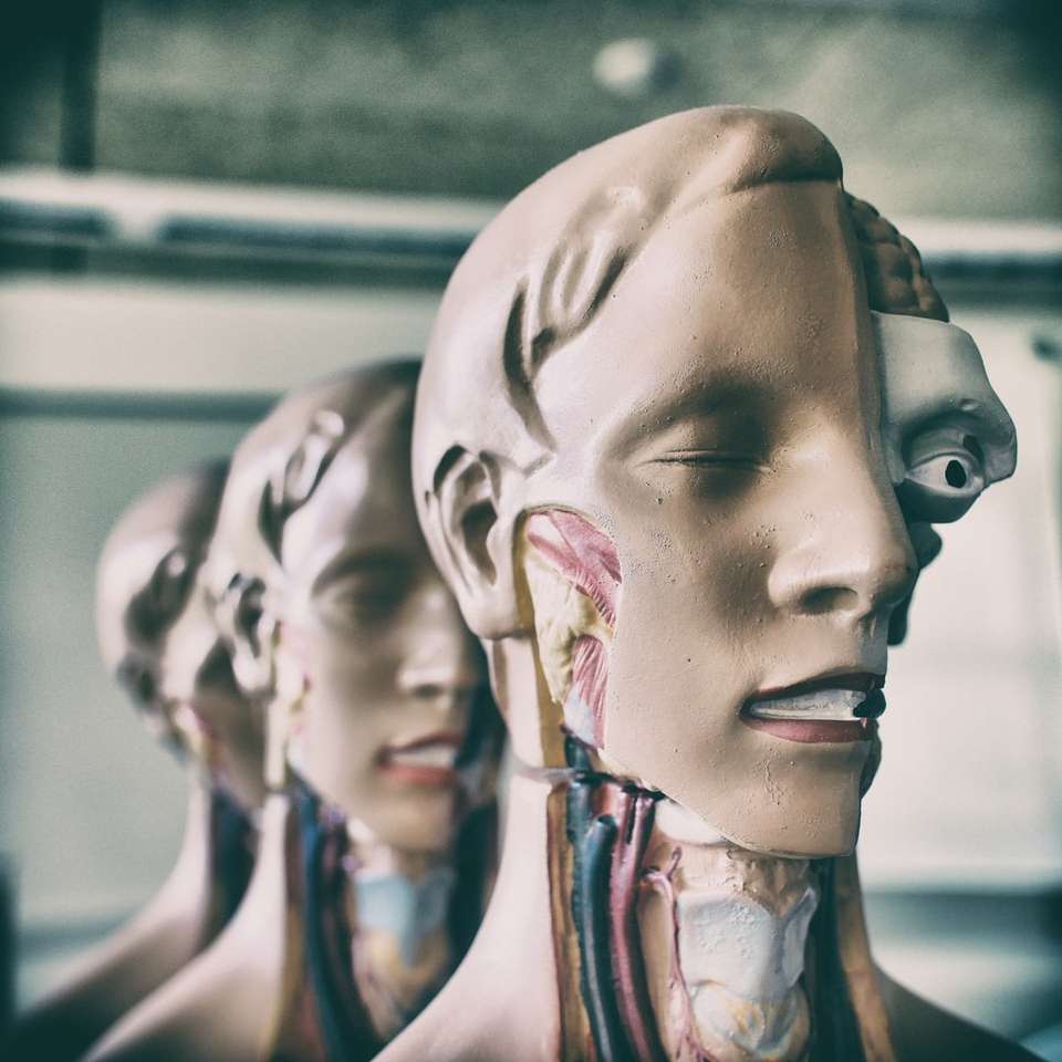 mänskliga anatomi figurer glidande pussel online