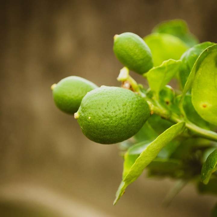 Рослина лимонного дерева розсувний пазл онлайн