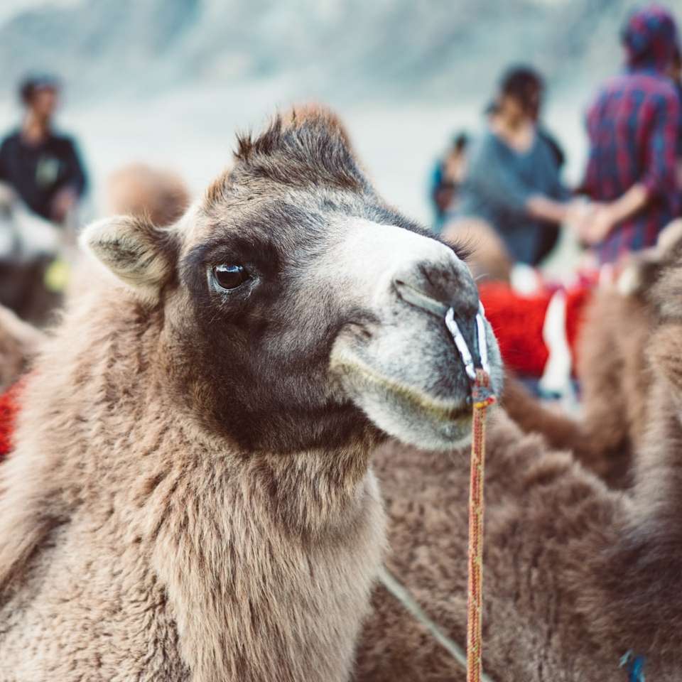 close-up fotografie van bruine kameel schuifpuzzel online