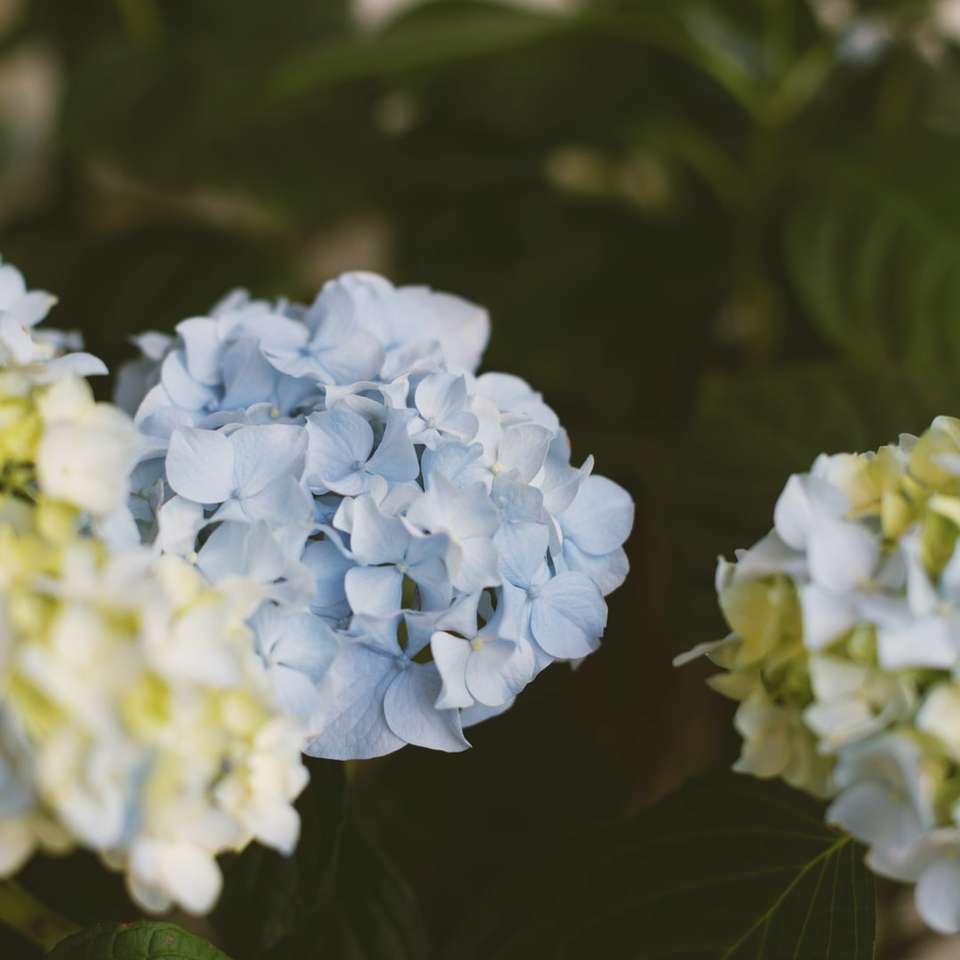 Blauwe hortensia online puzzel