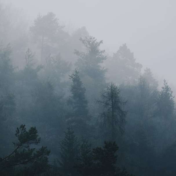Nebel, der tagsüber Bäume bedeckt Online-Puzzle