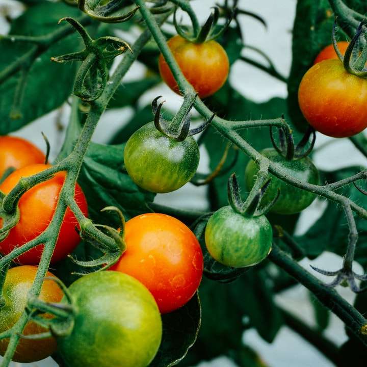 Tomates sur la vigne puzzle en ligne
