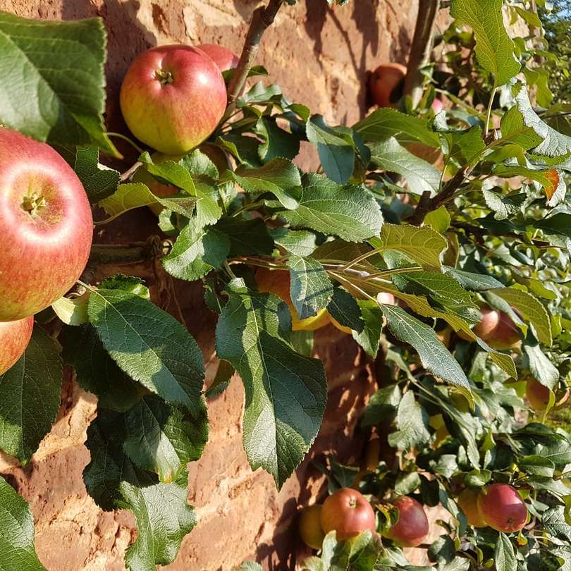 czerwone jabłka na gałęzi w ciągu dnia puzzle przesuwne online
