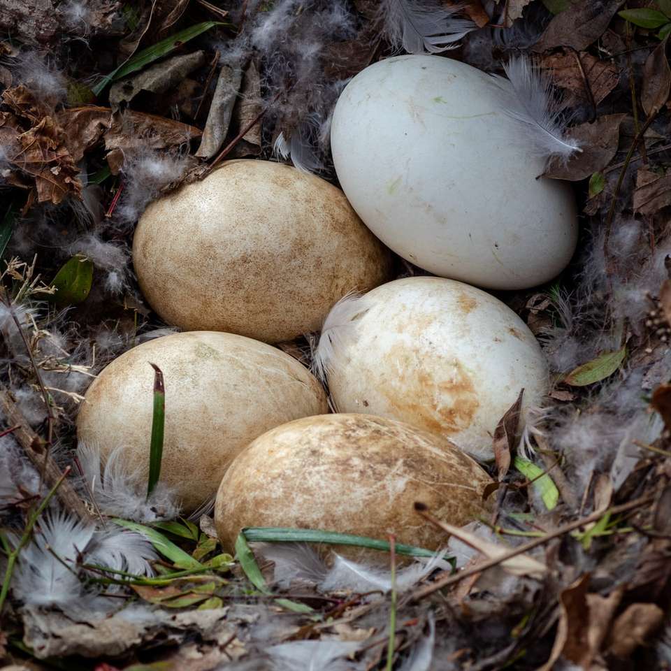 Гусиные яйца в ботаническом саду Мемфиса. онлайн-пазл