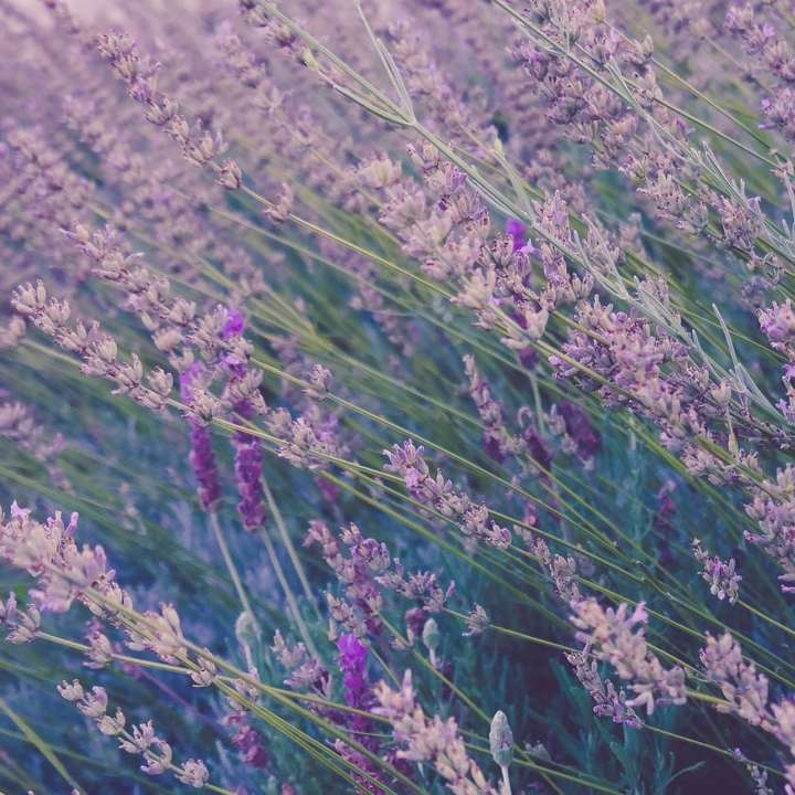 Windswept lavendel glidande pussel online