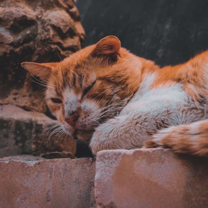 orange och vit katt som ligger på brun sten glidande pussel online