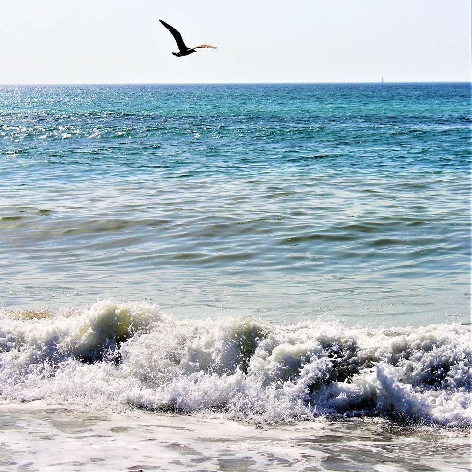 oiseau survolant les vagues de la mer pendant la journée puzzle en ligne
