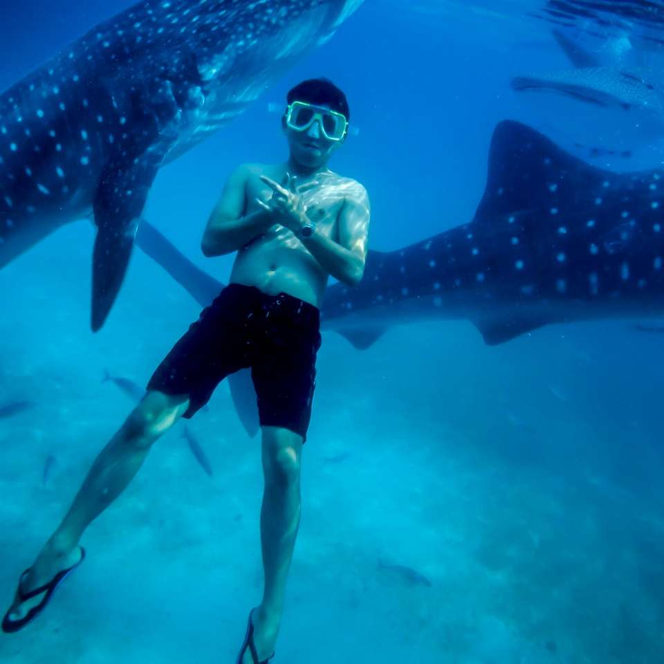 Nadar con los tiburones ballena. puzzle deslizante online