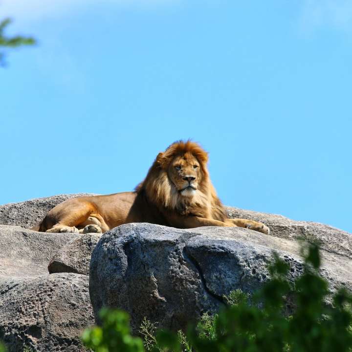 λιοντάρι πάνω σε βράχο συρόμενο παζλ online