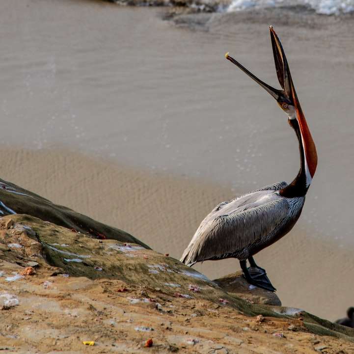 Ziewający pelikan puzzle przesuwne online